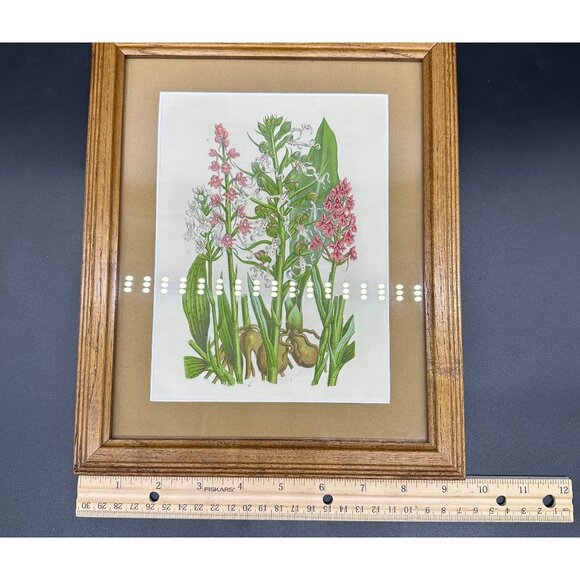 Vintage Botanical Art Print Pink Flower Wood Frame Anne Pratt 1855 Floral Matted - Picture 8 of 8